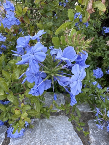 blue plumbago