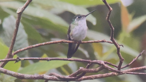 White-bellied Mountaingem (Lampornis hemileucus), photo 3