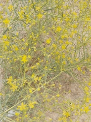 Haplophyllum tuberculatum