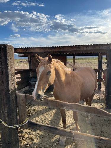 Domestic Horse