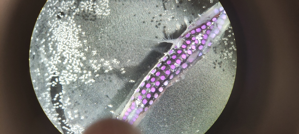 Walvisbaai-lichtvisje (Maurolicus walvisensis) — Sternoptychidae
