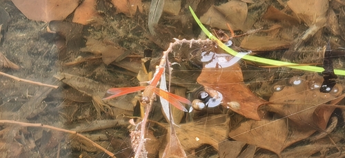 Ditch Jewel
