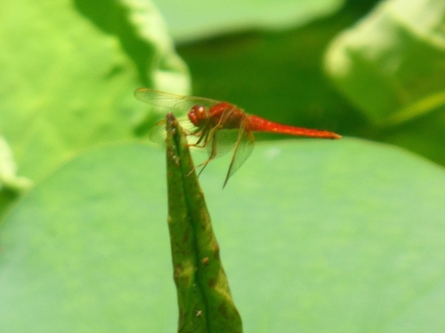 Scarlet Skimmer