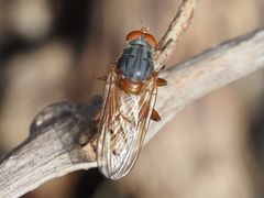 Brachyopa maculipennis