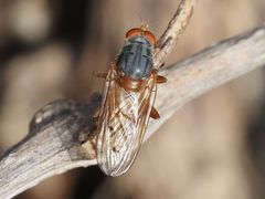 Brachyopa maculipennis