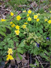 Anemonoides ranunculoides