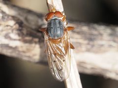 Brachyopa maculipennis