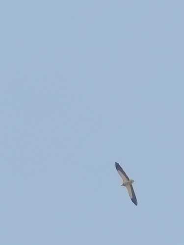 Indian Egyptian vulture