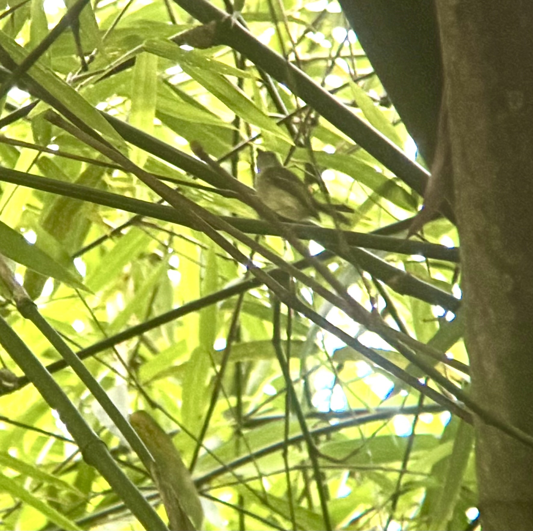 Northern Bentbill (Oncostoma cinereigulare), photo 7