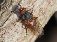 Brachyopa maculipennis