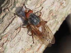 Brachyopa maculipennis