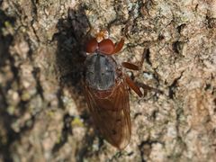 Brachyopa maculipennis