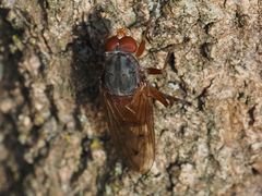 Brachyopa maculipennis