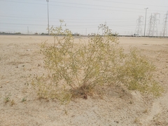 Haplophyllum tuberculatum