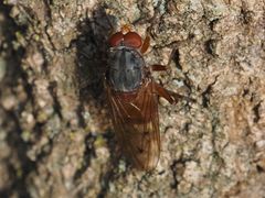 Brachyopa maculipennis