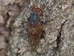 Brachyopa maculipennis