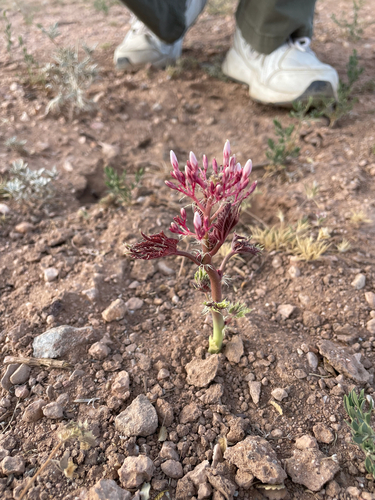 ragged nettlespurge