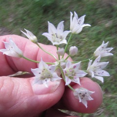 Allium canadense