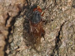 Brachyopa maculipennis