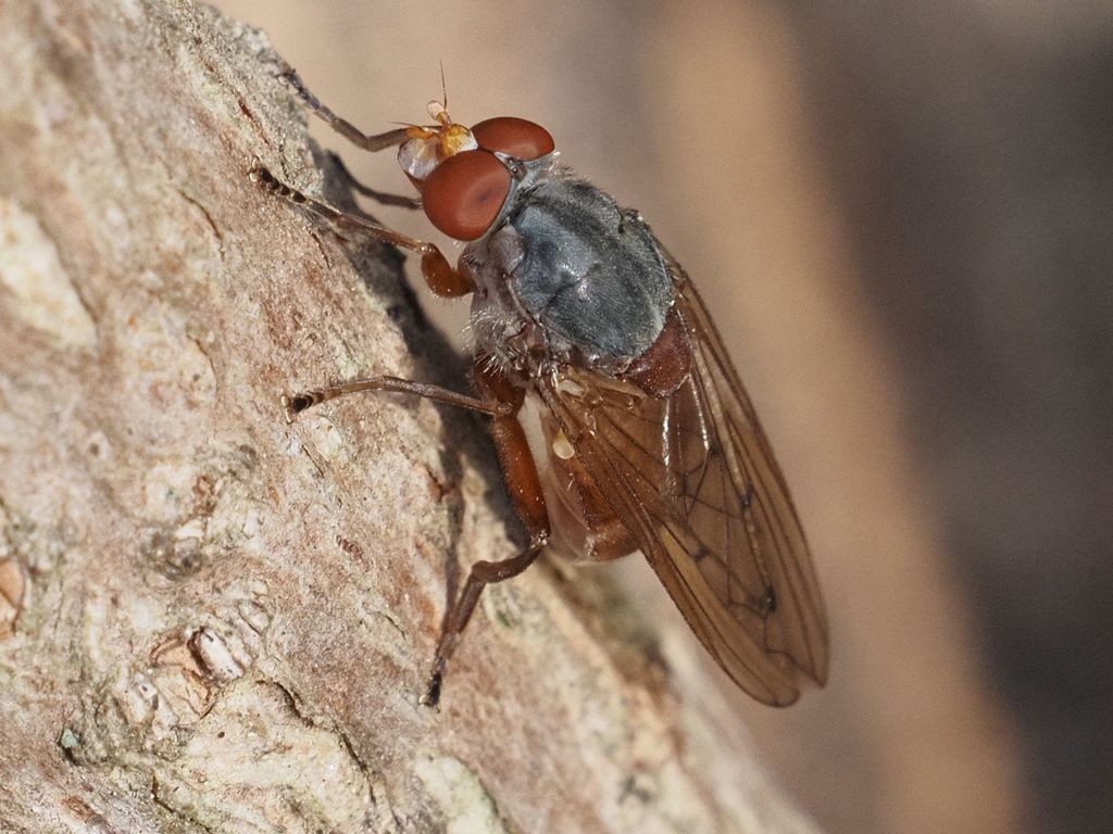 Brachyopa maculipennis