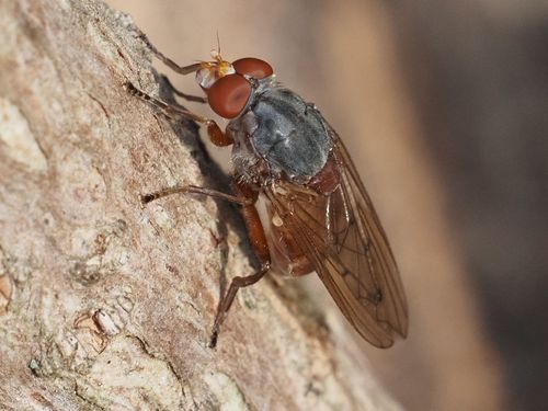 Brachyopa maculipennis