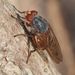 Brachyopa maculipennis - Photo 由 Michael Knapp 所上傳的 (c) Michael Knapp，保留部份權利CC BY