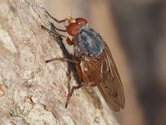 Brachyopa maculipennis