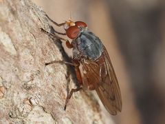 Brachyopa maculipennis