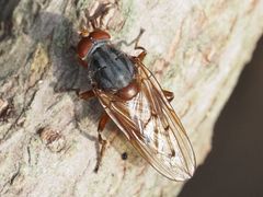 Brachyopa maculipennis