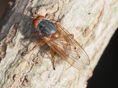 Brachyopa maculipennis