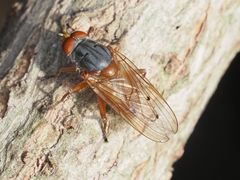 Brachyopa maculipennis