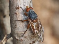 Brachyopa maculipennis