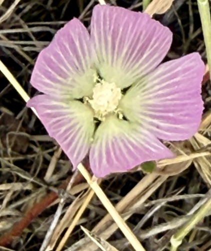 Sidalcea diploscypha, photograph 2