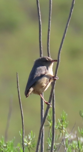 Long-billed Crombec (Sylvietta rufescens), photo 3