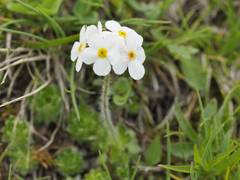 Androsace chamaejasme