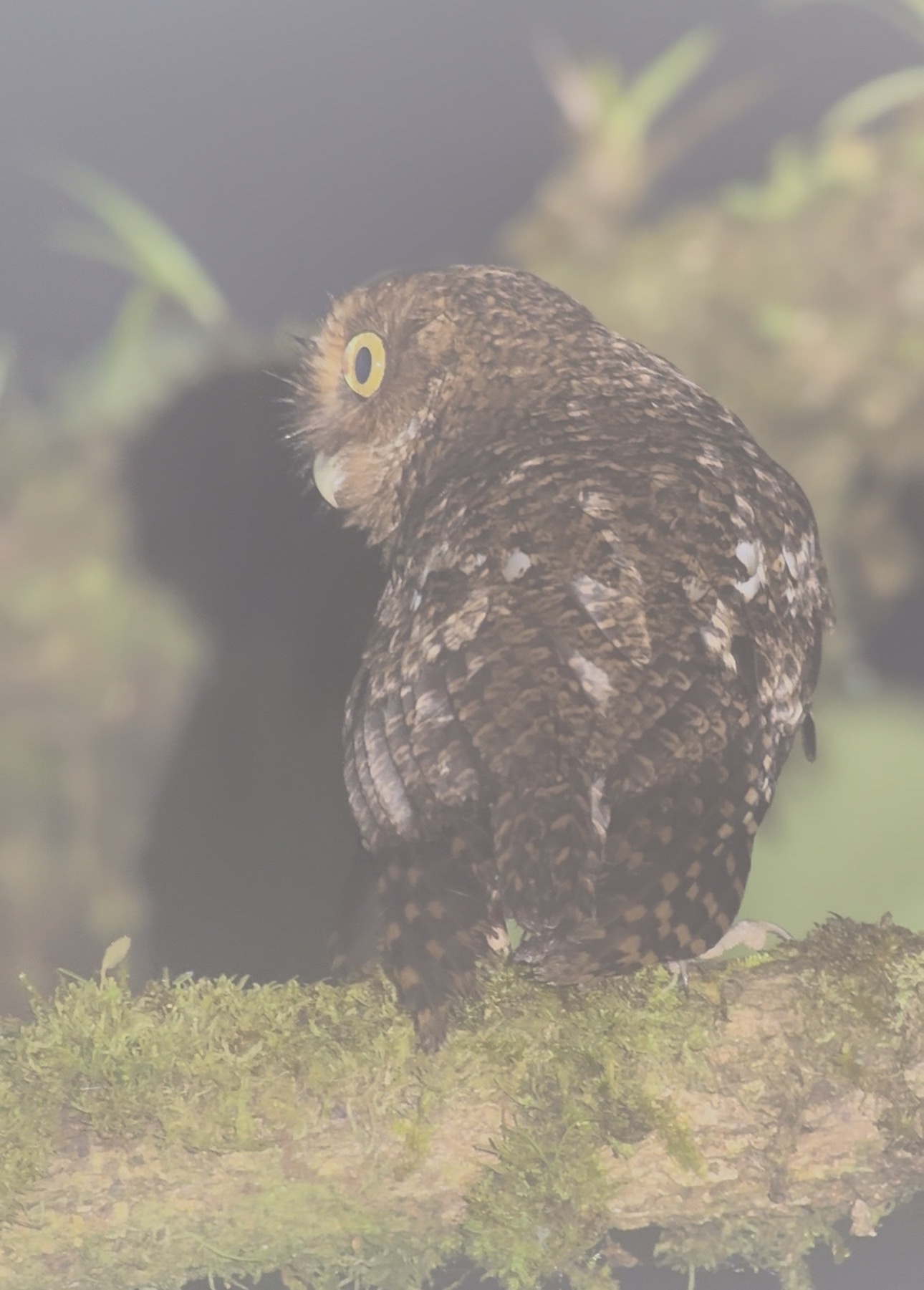 Bare-shanked Screech Owl (Megascops clarkii), photo 4