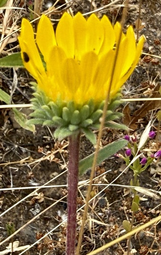 Grindelia hirsutula, photograph 3