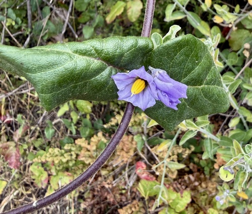Solanum umbelliferum, photograph 2