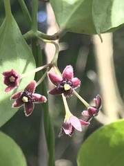 Vincetoxicum barbatum