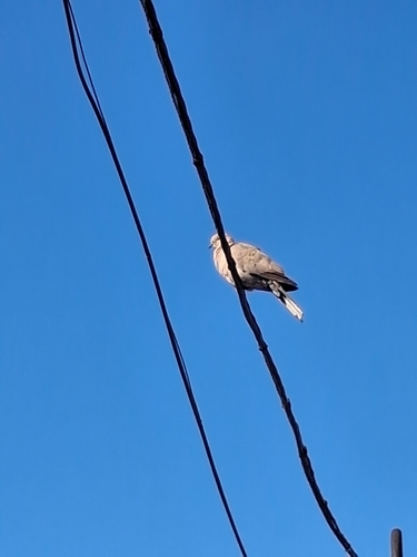 Eurasian Collared-Dove