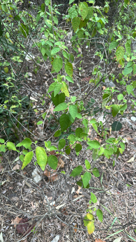 Bush croton