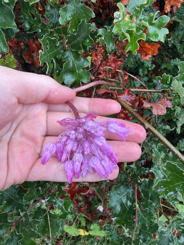 Dichelostemma volubile, photograph 6