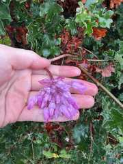 Dichelostemma volubile, photograph (c) Deb Kemp, some rights reserved (CC BY)