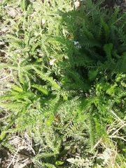 Achillea millefolium