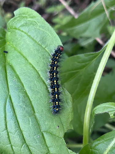 Police Car Moth