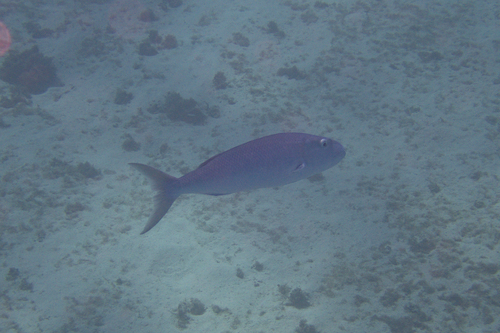 Aprion virescens observed 2026-06-03