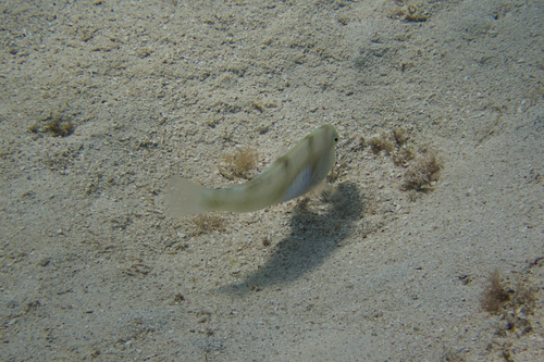 Iniistius aneitensis observed 2026-06-03