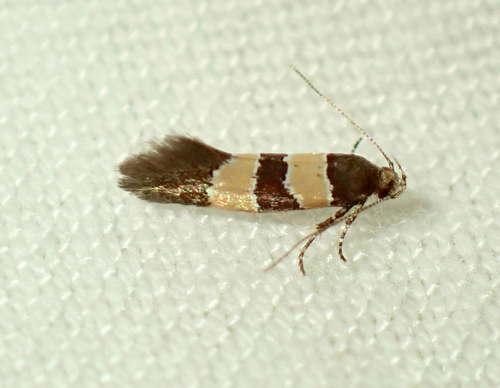 Goidanichiana jourdheuillella