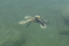 Apalone spinifera atra