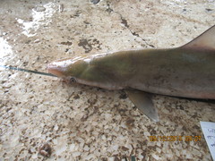 Rhizoprionodon oligolinx